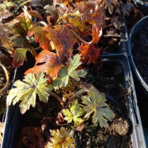 Tiarella ‘Timbuktu’