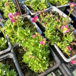 Saxifrage d’Arends ‘Blütenteppich’