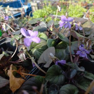 Violette de Rivinus pourpre BIO