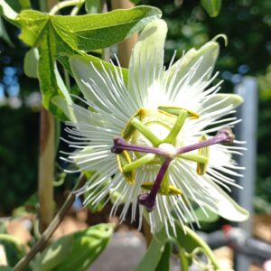 Passiflore ‘Constance Elliott’