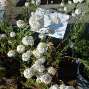 Camomille romaine à fleurs doubles BIO