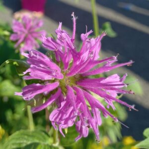 Monarde didyma ‘Panorama Mix’ BIO