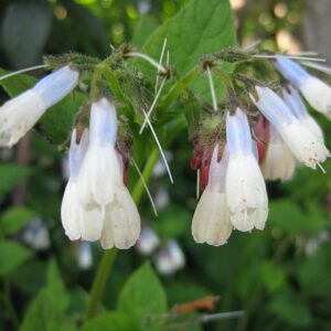 Consoude à grandes fleurs BIO