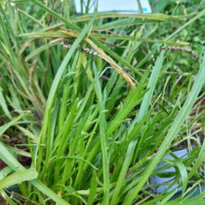 Plantain Corne de cerfs BIO