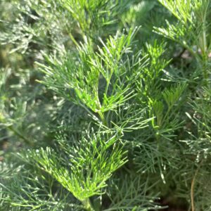 Aurone BIO