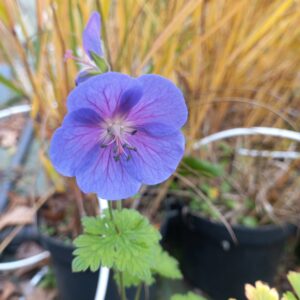 Géranium de l’Himalaya ‘Gravetye Blue’