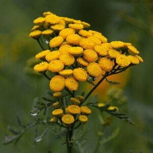 Tanaisie commune BIO