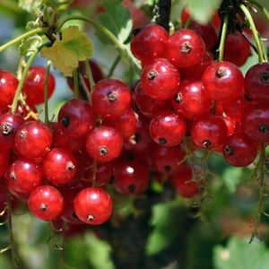 Groseillier à grappes ‘Rovada’ BIO