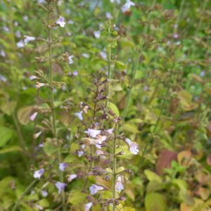 Calament faux-nepeta BIO