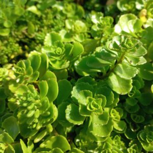 Orpin spurium ‘Summer Glory’ BIO