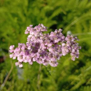 Achillée ‘Cerise Queen’ BIO