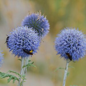 Echinops ‘Blue Glow’ BIO