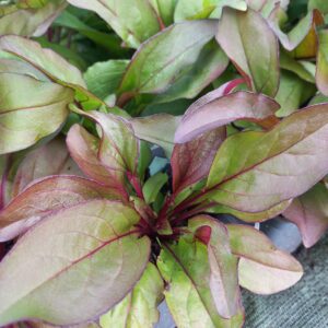 Penstemon digitalis ‘Mystica’ BIO
