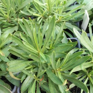 Penstemon heterophyllus ‘Electric Blue’ BIO