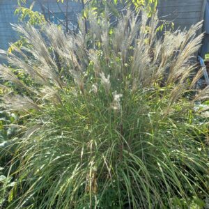 Miscanthus sinensis ‘Adagio’