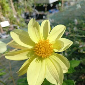 Dahlia BIO