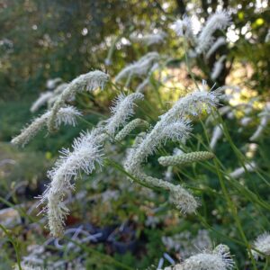 Sanguisorbe ‘Korean Snow’