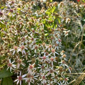 Aster ‘Tradescant’ BIO