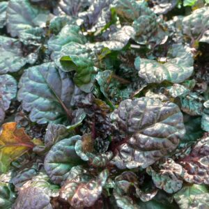 Bugle rampante pourpre