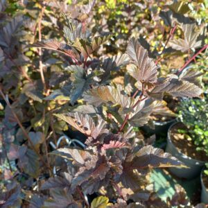Physocarpus ‘Red Baron’
