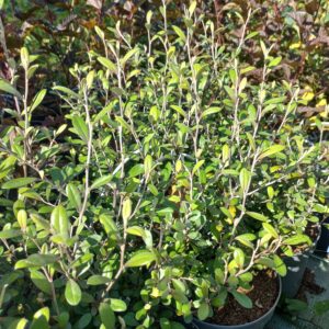 Corokia ‘Frosted Chocolate’
