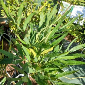 Mahonia de Chine