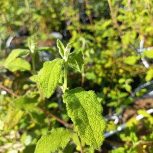 Ciste à feuilles de sauge BIO