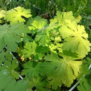 Geranium macrorrhizum ‘Bevan’s Variety’