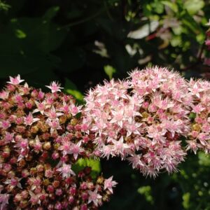 Orpin d’automne BIO